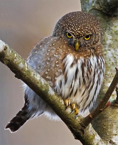 Pygmy Owl.jpg